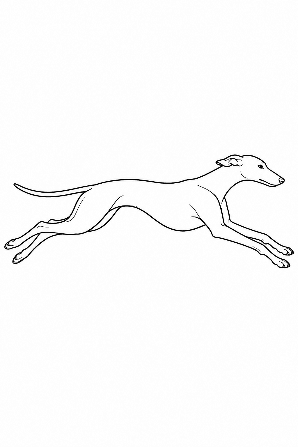 Windhund im vollen Galopp als Ausmalbild